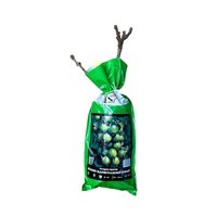 вкоренени лози цена