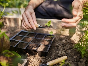 Семена, тревни смески Семена, тревни смески