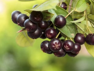 Растителност /Външна/ Растителност /Външна/