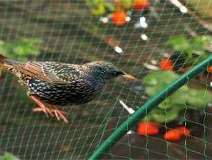 Борба с вредители /Агроаптека,пръскачки/ Борба с вредители /Агроаптека,пръскачки/