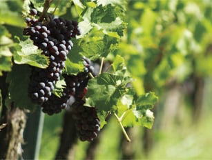 Винарство, изба, консервиране Винарство, изба, консервиране