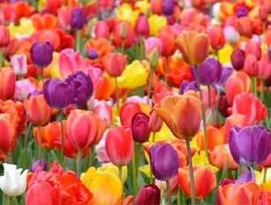 Луковици Луковици