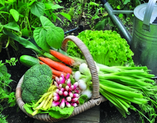 Зеленчуци от градината
