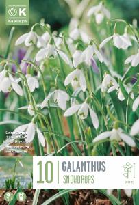 КОКИЧЕ SNOWDROPS 10 БР