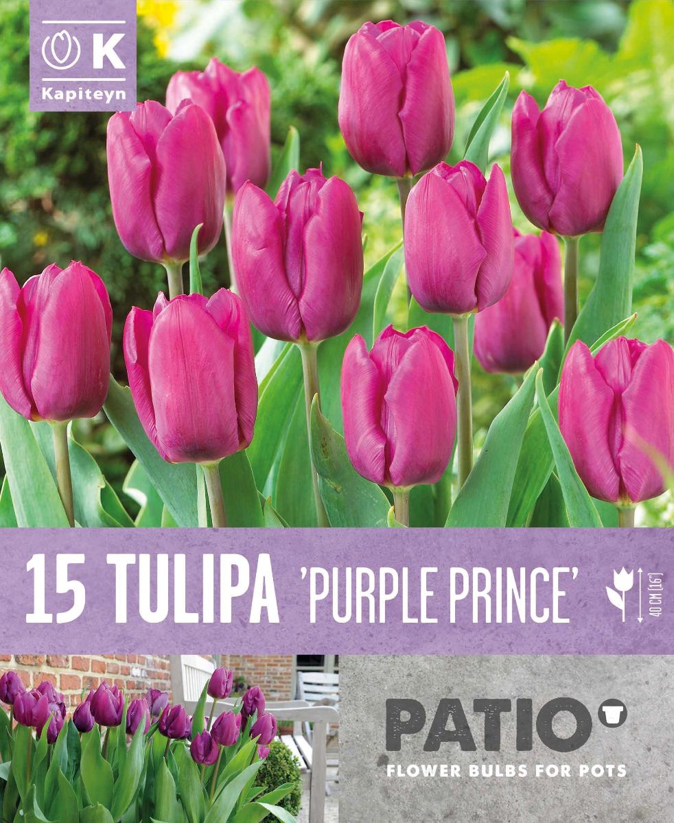 ЛАЛЕ SINGLE EARLY PURPLE PRINCE 15 БР