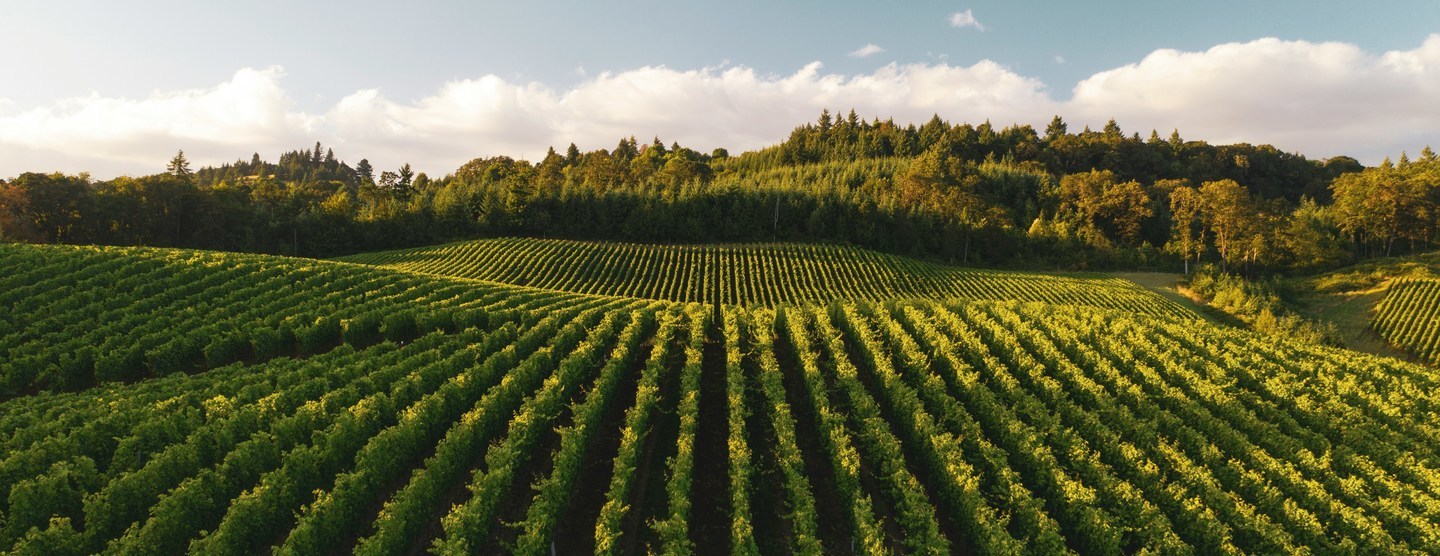 лозови насаждения лозови насаждения