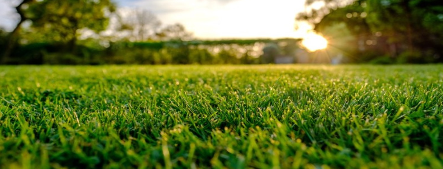 грижа за тревния килим грижа за тревния килим